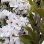 Sakura (Prunus serrulata) 'Amanogawa'